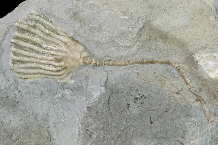 Fossil Crinoid (Eretmocrinus) - Gilmore City, Iowa #157212